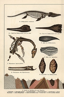 Fossil skeleton, tooth, skull and excrement Fossil skeleton, tooth, skull and excrement