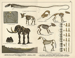 Fossil skeletons of extinct bat, giraffid Fossil skeletons of extinct bat, giraffid