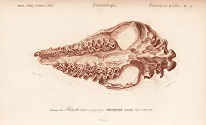 Fossil skull of extinct Palaeotherium crassum Fossil skull of extinct Palaeotherium crassum