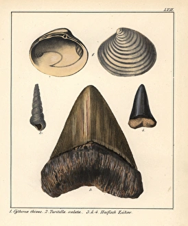 Fossil smooth clam Cytheria chione, sea snail Fossil smooth clam Cytheria chione, sea snail