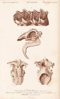 Fossil teeth, skull and jaw of the extinct Fossil teeth, skull and jaw of the extinct