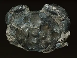 Eocene Era Fossils Prints: Fossilised Eocene crab