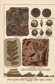 Fossils of algae, plants, insects and protozoa Fossils of algae, plants, insects and protozoa
