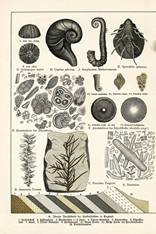 Fossils of diatoms, foraminifera, ferns and mollusks Fossils of diatoms, foraminifera, ferns and mollusks