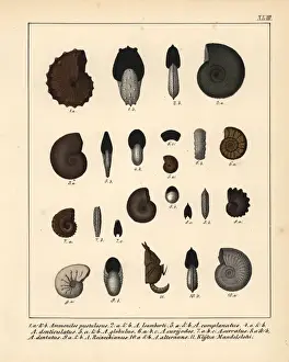 Fossil Ammonites Prints: Fossils of extinct ammonites