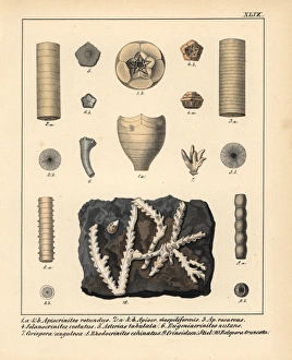 Fossils of extinct Apiocrinites, Solanocrinites Fossils of extinct Apiocrinites, Solanocrinites