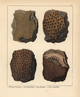 Fossils of extinct Astraea pentagonalis, A Fossils of extinct Astraea pentagonalis, A