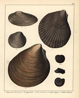 Handcolored Lithograph Print of Fossils, 1855