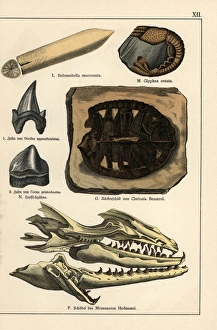 Fossils of extinct celaphopod, crustacean, turtle and shark Fossils of extinct celaphopod, crustacean, turtle and shark