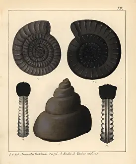 Extinct Ammonites Prints: Fossils of extinct cephalopods