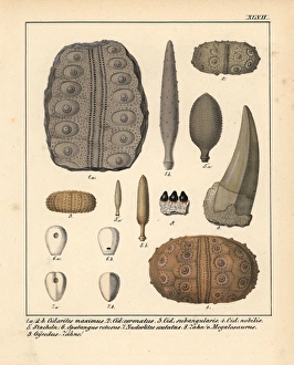 Fossils of extinct Cidarites, Spalangus, Nudeolitus Fossils of extinct Cidarites, Spalangus, Nudeolitus