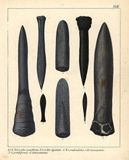 Fossils of extinct marine cephalopods, ancestors Fossils of extinct marine cephalopods, ancestors