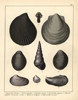 Extinct Sea Creatures Prints: Fossils of extinct mollusks