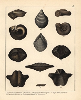 Fossils of extinct sea snails or the Silurian Fossils of extinct sea snails or the Silurian