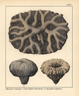 Fossils of extinct Spongites and Cnemidium species Fossils of extinct Spongites and Cnemidium species