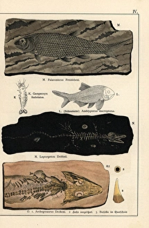Fossils of fish, crustaceans, and amphibians Fossils of fish, crustaceans, and amphibians