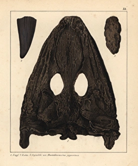 Fossils of the Mastodonsaurus giganteus, an Fossils of the Mastodonsaurus giganteus, an