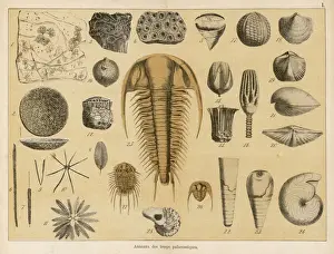 Palaeozoic Era Fossils Print