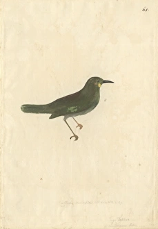 Foulehaio carunculatus, wattled honeyeater Foulehaio carunculatus, wattled honeyeater
