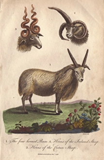 Four-horned ram (Ovis aries) and horns of the Four-horned ram (Ovis aries) and horns of the