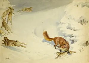 Wild Animal Predator Prints: Fox chasing rabbits