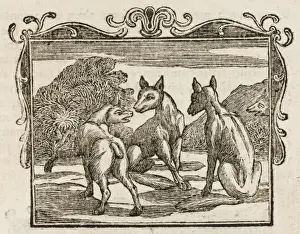 Prints of THE FOX THAT LOST ITS TAIL A fox that lost its tail in a trap and mourned its loss, tried to convince his brethren that they would be better off without their tails Aesop Prints: The Fox Without a Tail Print: A Fable of Self-Deception