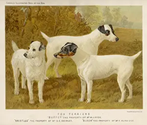 Fox Terriers Print, Rough and Smooth