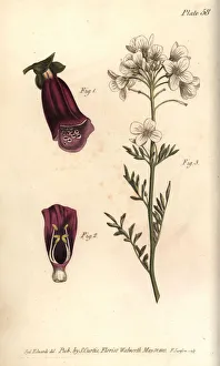 Foxglove, Digitalis purpurea, and lady's smock Foxglove, Digitalis purpurea, and lady's smock