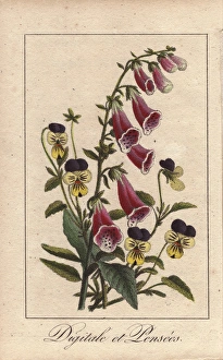 Foxgloves and pansies, Digitalis purpurea Foxgloves and pansies, Digitalis purpurea