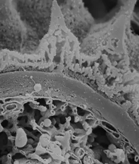Scanning Electron Microscope Photos Prints: Fractured pollen grain