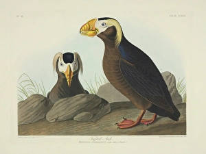 Fratercula cirrhata, tufted puffin Fratercula cirrhata, tufted puffin