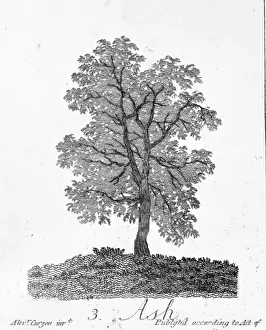 Prints of Fraxinus excelsior, ash Alexander Cozens Prints: Fraxinus excelsior, Ash Print by John James Audubon