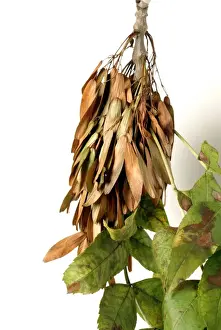 Dicotyledonous Plant Prints: Fraxinus excelsior, ash tree