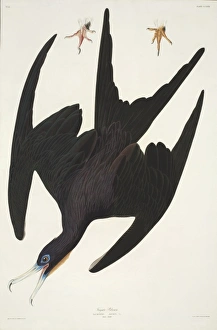 Fregata magnificens, magnificent frigatebird Fregata magnificens, magnificent frigatebird