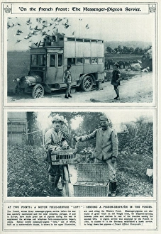 French Front messenger-pigeon service 1917 French Front messenger-pigeon service 1917