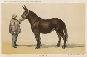 French Mule Print 1865
