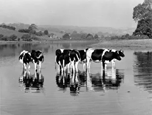 Friesian cows at Rydal Water, Lake District, Cumbria Friesian cows at Rydal Water, Lake District, Cumbria
