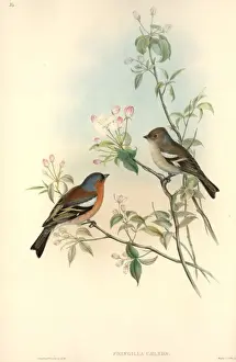 Fringilla coelebs, Chaffinch Print (1873)