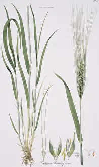 Botanical Illustrations Prints: Friticum hordeiforme, wheat