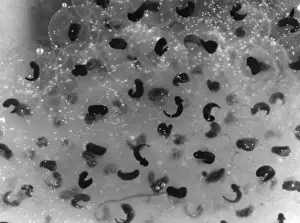 Amphibian Life Cycle Prints: Frog Spawn / Tadpoles