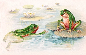 Two frogs in lily pond on a postcard Two frogs in lily pond on a postcard