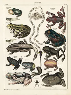 Frogs, toads and tadpoles Frogs, toads and tadpoles