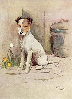 Frontispiece illustration, Peter, the fox terrier Frontispiece illustration, Peter, the fox terrier