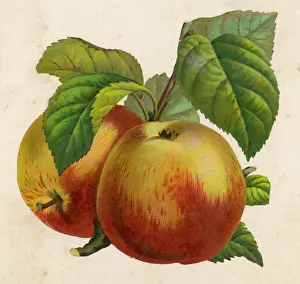 Fruit Still Life Prints: Fruit / Apples / Anon