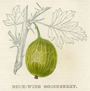 Gooseberry Fruit Prints: Fruit / Gooseberry