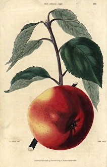 Fruit and leaves of the Red Astracan apple, Malus domestica Fruit and leaves of the Red Astracan apple, Malus domestica