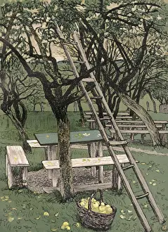 Rural Landscape Photography Prints: Fruit Picking Ladder