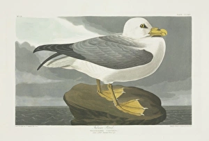 Fulmarus glacialis, northern fulmar Fulmarus glacialis, northern fulmar
