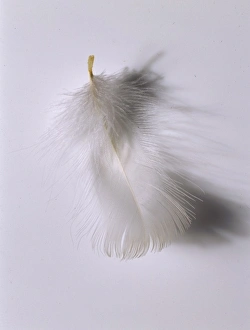 Fulmarus glacialis, northern fulmar feather Fulmarus glacialis, northern fulmar feather