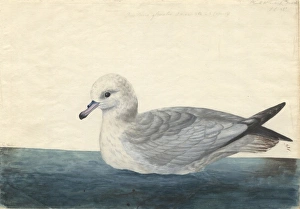 Fulmarus glacialoides, southern fulmar Fulmarus glacialoides, southern fulmar